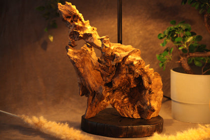 Lumière Sauvages - Racine Scintillante